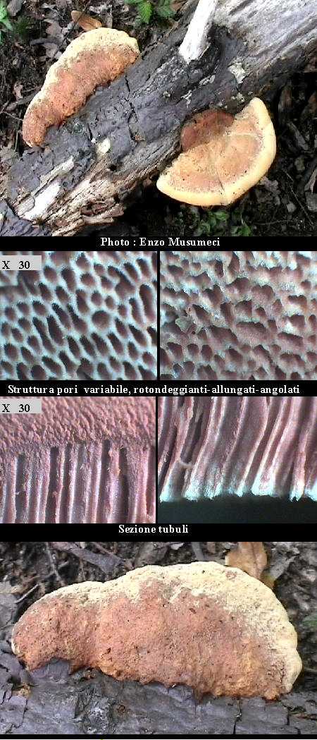 Hapalopilus rutilans        (Pers.: Fr.)  P. Karst